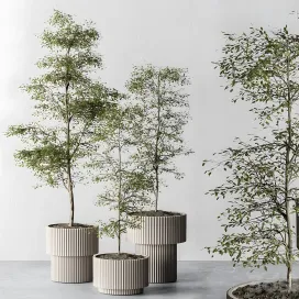 Indoor plant sapling tree